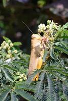 Nature Photography of Giant leafhopper or Phyllium fulchrifolium camouflaged among the leaves. Macro of beautiful and exotic animals in the wild. Graphic Resources. Animal Close-up. Animal Behavior photo