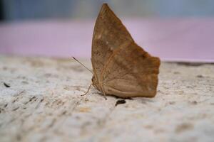 Common Duffer Butterfly or Dischopora sondaica resting on a cement floor. Macro shot of beautiful and exotic animals in the wild. Graphic Resources. Macro Photography. Animal Close-up. photo
