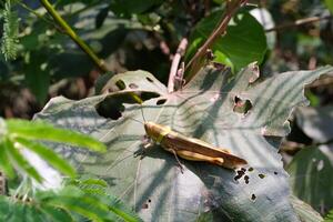 Nature Photography of Giant leafhopper or Phyllium fulchrifolium perched on a teak leaf. Macro shot of beautiful and exotic animals in the wild. Graphic Resources. Macro Photography. Animal Close-up. photo
