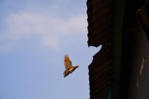 Pigeons flapping wings. Birds are flying under blue sky towards the roof of the house, a pigeon spreading wings to fly in a flow. Animal themes. Animal Photography Concepts. Graphic resources photo