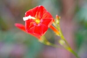 Macrophotoraphy of Red flower of the Ipomoea Coccinea type. Textured Details of beautiful and exotic Plants in the wild. Graphic Resources. Botanical Photography. Plants Close-up. Nature Photography photo