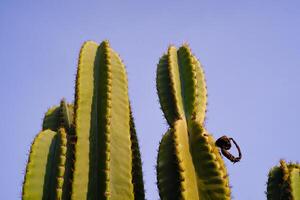 Nature Photography of towering green cactus plants with a blue sky background. Textured Details of beautiful and exotic Plants in the wild. Graphic Resources. Botanical Photography. Plants Close-up. photo