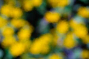 Blurred and defocused photo of a bunch of yellow flowers in the garden. Abstract Background of natural scenery in amusement park. Graphic Resources. Background Photography. Blurred Background