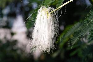 Macrophotoraphy of fresh and beauty of white Calliandra Surinamensis flowers. Textured Details of beautiful and exotic Plants in the wild. Graphic Resources. Botanical Photography. Plants Close-up. photo