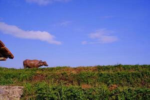 A buffalo on the edge of a rice field with a view of a clear blue sky. Background of beautiful and exotic animals in the wild. Graphic Resources. Animal Photography. Animal Close-up. Agricultural photo