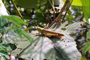 Nature Photography of Giant leafhopper or Phyllium fulchrifolium perched on a teak leaf. Macro shot of beautiful and exotic animals in the wild. Graphic Resources. Macro Photography. Animal Close-up. photo