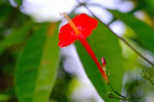 Macrophotoraphy of Red flower of the Ipomoea Coccinea type. Textured Details of beautiful and exotic Plants in the wild. Graphic Resources. Botanical Photography. Plants Close-up. Nature Photography photo