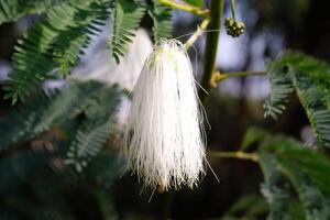 Macrophotoraphy of fresh and beauty of white Calliandra Surinamensis flowers. Textured Details of beautiful and exotic Plants in the wild. Graphic Resources. Botanical Photography. Plants Close-up. photo