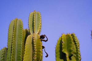 Nature Photography of towering green cactus plants with a blue sky background. Textured Details of beautiful and exotic Plants in the wild. Graphic Resources. Botanical Photography. Plants Close-up. photo