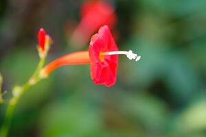 Macrophotoraphy of Red flower of the Ipomoea Coccinea type. Textured Details of beautiful and exotic Plants in the wild. Graphic Resources. Botanical Photography. Plants Close-up. Nature Photography photo