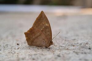 Common Duffer Butterfly or Dischopora sondaica resting on a cement floor. Macro shot of beautiful and exotic animals in the wild. Graphic Resources. Macro Photography. Animal Close-up. photo