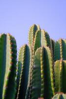 Nature Photography of towering green cactus plants with a blue sky background. Textured Details of beautiful and exotic Plants in the wild. Graphic Resources. Botanical Photography. Plants Close-up. photo