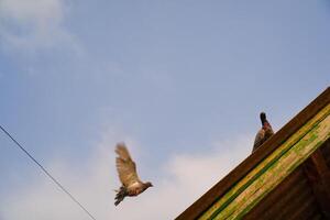 Pigeons flapping wings. Birds are flying under blue sky towards the roof of the house, a pigeon spreading wings to fly in a flow. Animal themes. Animal Photography Concepts. Graphic resources photo