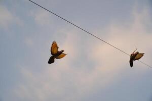 Pigeons flapping wings. Birds are flying under blue sky towards the roof of the house, a pigeon spreading wings to fly in a flow. Animal themes. Animal Photography Concepts. Graphic resources photo