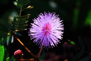 Beauty and freshness of Pink Mimosa Pudica Flowers Isolated. Textured Details of beautiful and exotic Plants in the wild. Graphic Resources. Botanical Photography. Plants Close-up. Nature Photography photo