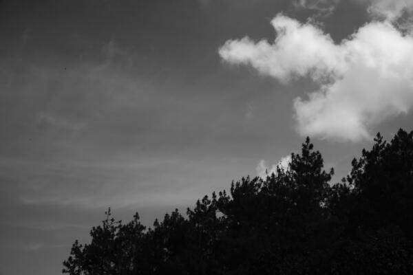 Nature Background Black And White Stock Photos, Images and Backgrounds