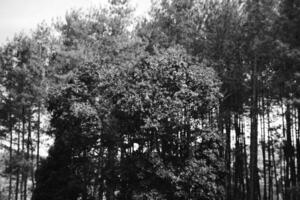 Black and white photography of silhouette of pimus forest and sky. Monochrome of natural scenery in amusement park. Graphic Resources. Monochrome Background Photography. Light Shadow Photography photo