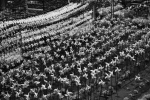 Black and white photography of Thousands of Pinwheels filling the park. Monochrome of natural scenery in amusement park. Graphic Resources. Monochrome Background Photography. Light Shadow Photography photo