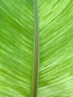 Green leaf texture for natural background photo