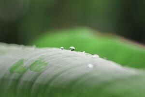 Close-up green leaf with water drops in the rainy day for natural background photo