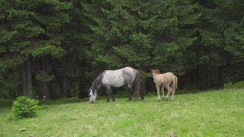Horses feeding off grass at highland pasture. Domestic farm equine mammals grazing in green fields. Dappled gray horse and foal video