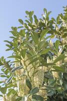 Cherry laurel. Prunus laurocerasus - green shrub with white flowers in spring square format photo