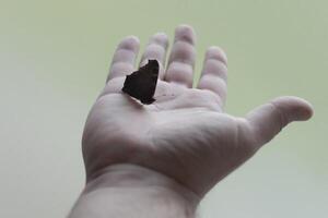 A butterfly in the palm of a man. Light background photo