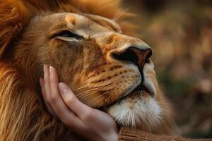 Women's hands hug the face of a lion close-up. Human and nature. Pet therapy. Generated by artificial intelligence photo