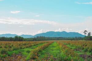 Mountainous Nature Landscape, A serene view of mountains, forests, and meadows under a sky filled with clouds, capturing the essence of rural beauty in summer. photo