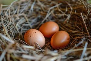 Chicken eggs lie in a nest made of straw, close-up. Natural farm products concept. Generated by artificial intelligence photo