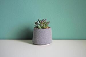 Artificial succulent flower on a white table. Space for your text. photo