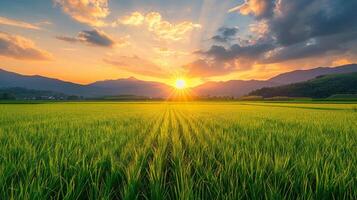 Golden Sunset Over Rice Paddy Fields photo