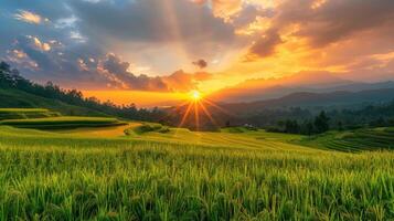 Golden Sunset Over Rice Paddy Fields photo