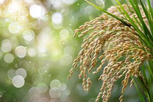 Golden Rice Crops in a Lush Green Field photo