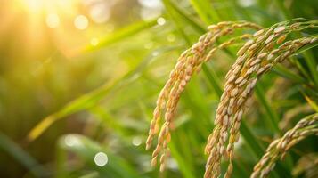Golden Rice Crops in a Lush Green Field photo