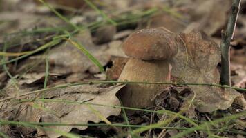 This shows a close-up view of a porcini mushroom growing in the forest. The mushroom is brown with a white stem and is surrounded by fallen leaves. video