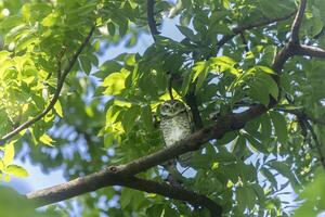 Spotted owlet, Athene brama, in the tropical forest habitat looking at the camera for nocturnal bird of prey and wildlife photo