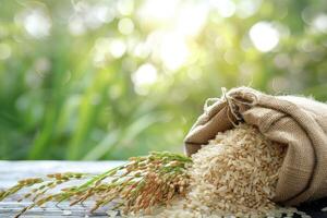 Freshly Harvested Rice Grains and Stalks photo