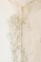 Mold on white wall. Dampness causing fungus on the wall photo