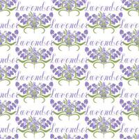 Lavender. Seamless pattern with flowers and the calligraphic word lavender on a transparent background. illustration. vector