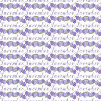 Lavender. Seamless pattern with flowers and the calligraphic word lavender on a transparent background. illustration. vector