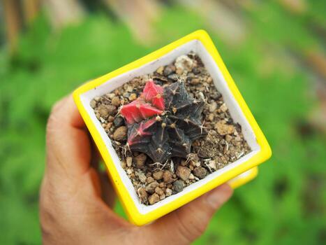 pequeño cactus en casa maceta Decorar casa y jardín foto