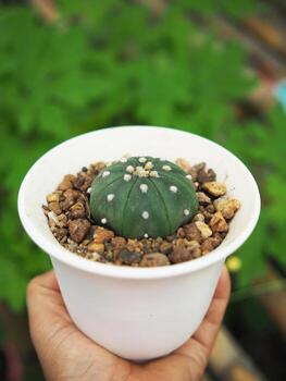 pequeño cactus en casa maceta Decorar casa y jardín foto
