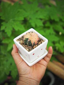 pequeño cactus en casa maceta Decorar casa y jardín foto