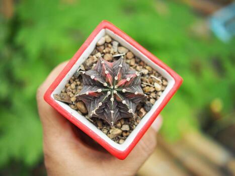 pequeño cactus en casa maceta Decorar casa y jardín foto