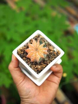 pequeño cactus en casa maceta Decorar casa y jardín foto