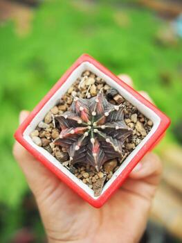 pequeño cactus en casa maceta Decorar casa y jardín foto