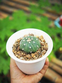 pequeño cactus en casa maceta Decorar casa y jardín foto
