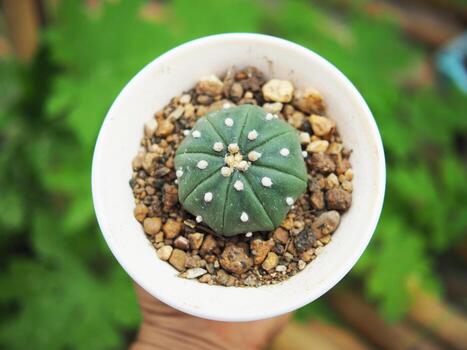 pequeño cactus en casa maceta Decorar casa y jardín foto
