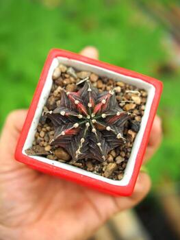 pequeño cactus en casa maceta Decorar casa y jardín foto